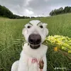 goddyeightapyermor