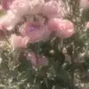 febryherdiana_