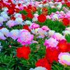 abdul.haleem.09812