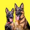 Duke & Duchess Duo