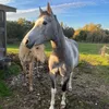 twislypony
