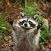 raccoons_in_a_tr3nchcoat