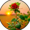 La Rosa de Sharon