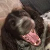 woodycaffrey