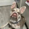 hank_the_cleftie