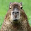 capibara_o_