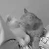bundanggyeuu
