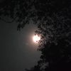 shammu.s4142937037719