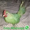 gu5tavo1602