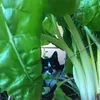 98nudge