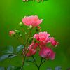 muzmail688