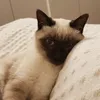 ceciliagando