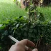 herianaa08