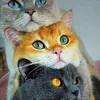 taoufiktbb