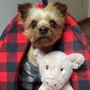 rescuedyorkie