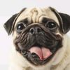 ratherhaveapug