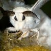the_one_and_only_moth