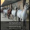 sh1b7