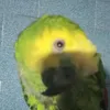 loro_no.se