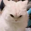its_meowww28