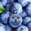 shingleberry5