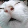 nm_pf4