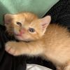vilolent_mittens