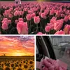 quynh.phuong6666