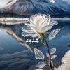 hayamelshamy7