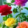 queenwrittes333