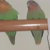 lillopisano4