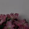 lara12345682