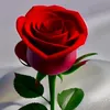 sajjidowkz