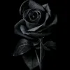 mawarhitam9297
