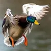 علي الصياد