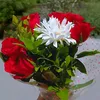 daykeaya7