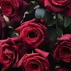 rose__9870112