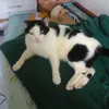rosangela_vovodosgatos