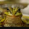 mrfrog4000
