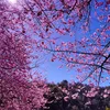 justinwang894