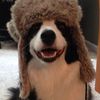 sillydogdude