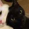 xxxzniys