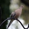 mourningdove_