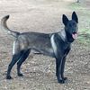 scalifbelgianmalinoisk9s