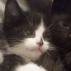 .angrykitty