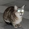 _npqaa