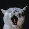 rexugh7
