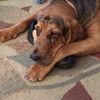 5150hound