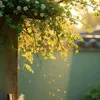 mcnang838686
