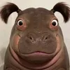 vuatrochoi77
